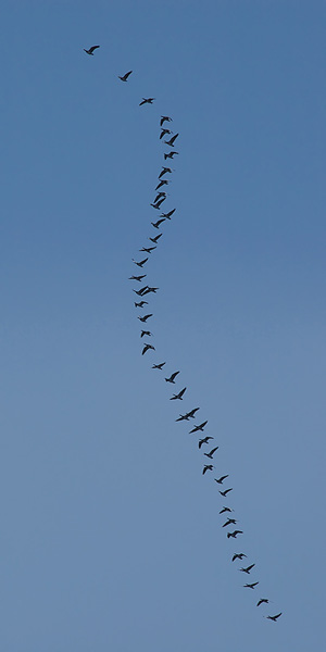 Valkoposkihanhi, Barnacle Goose, Branta leucopsis